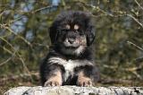 DOGUE DU TIBET 480
